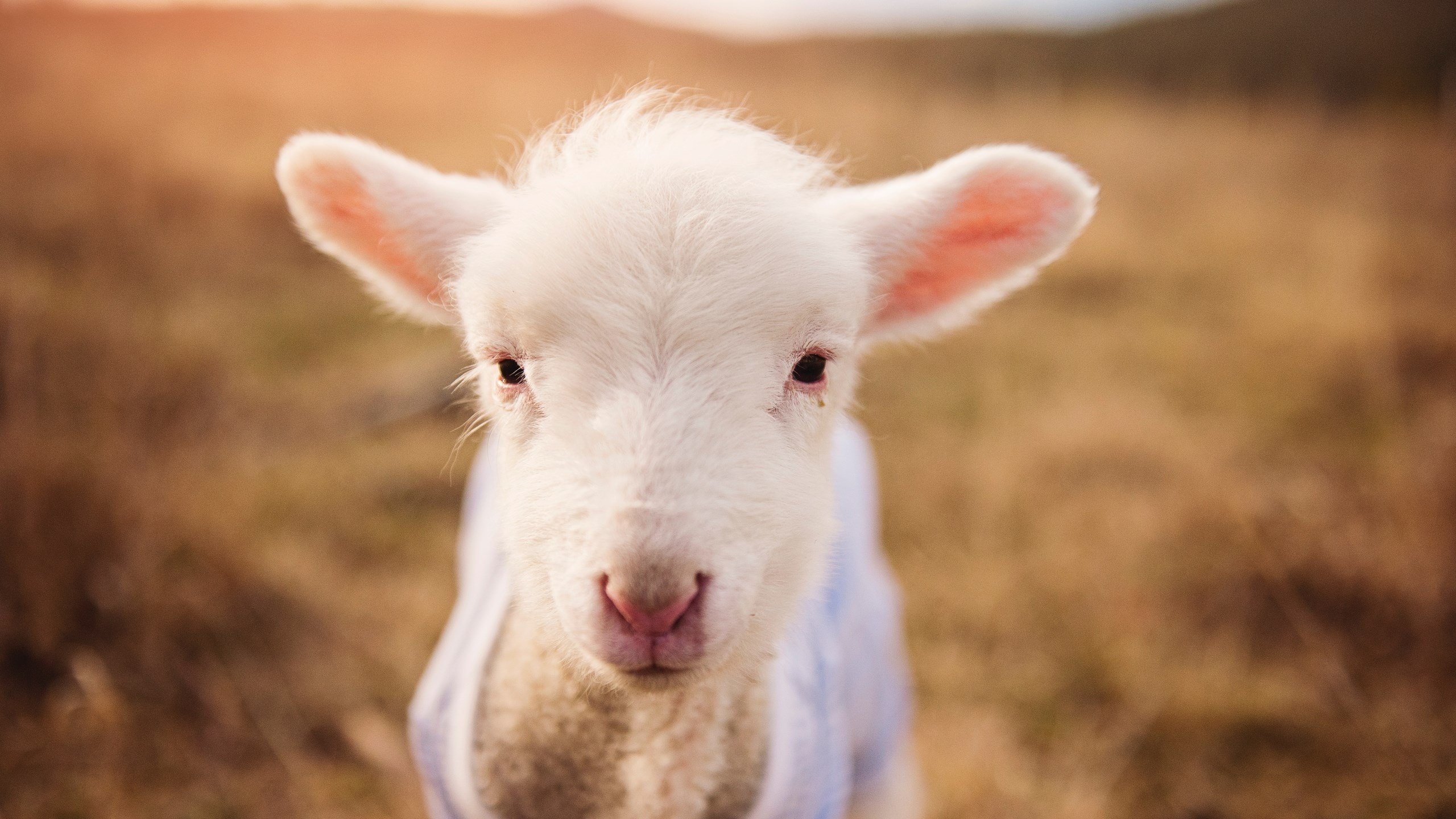 数字经济的加持:NFT、虚拟货币在电竞中的创新应用,nft数字货币值得买吗