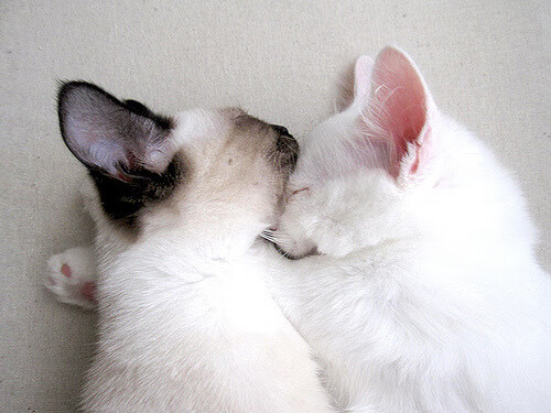 欧冠半决赛对阵出炉,八强逐鹿欧洲巅峰,欧冠半决赛比赛结果