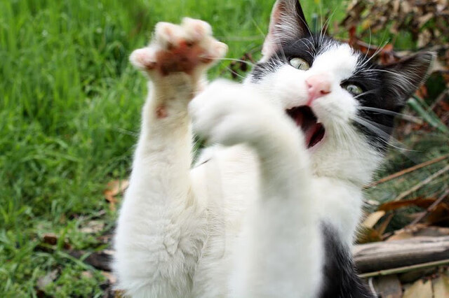 格拉纳达爆冷击败豪门，格拉纳达视频