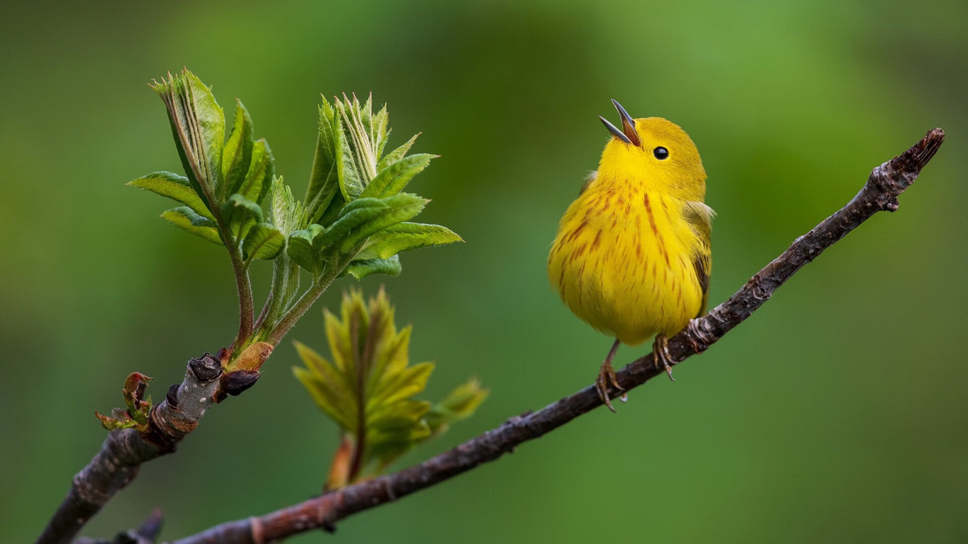 AYX爱游戏中国-NBA总决赛西区半决赛 丽都哈登领衔，nba总决赛半场休息多久