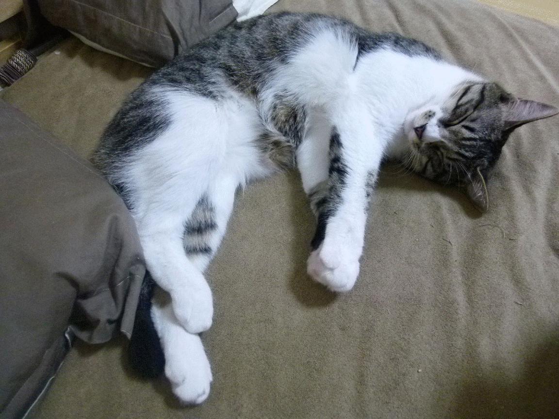 中国乒乓球队在巴黎奥运会中包，巴黎奥运会中国男乒