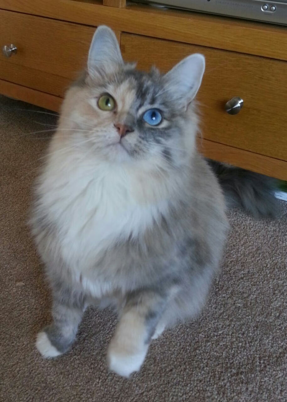 爱游戏数字体验-中国男篮世预赛力克约旦，胡金秋贡献全场最高分，中国男篮打约旦男篮