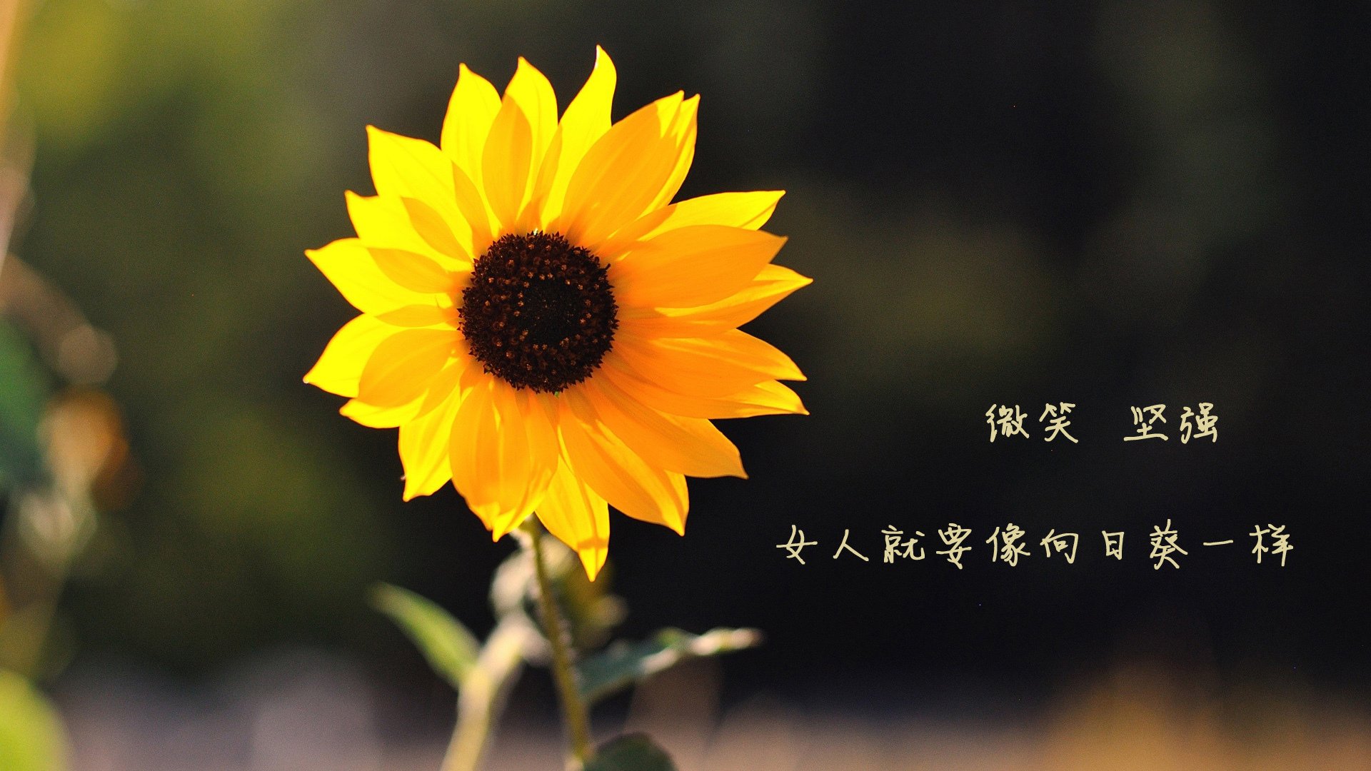 卡塔尔巴林世界杯预选赛开幕，球迷热情观战，2022卡塔尔世界杯巴西