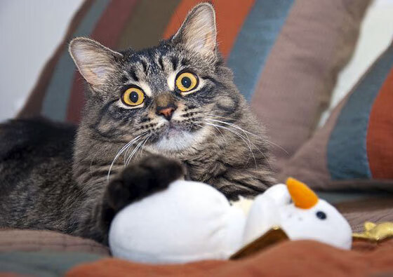 爱游戏智能平台-塞内加尔女足荣获“体育道德风尚奖”