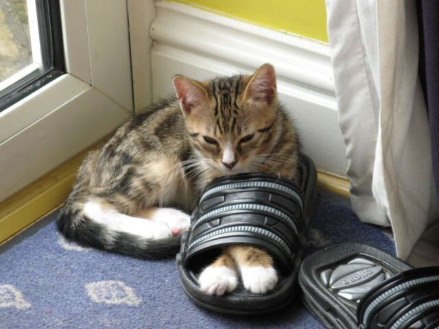 爱游戏全站-LPL夏季赛积分榜变动频繁季后赛形势复杂，lpl2021夏季赛季后赛积分