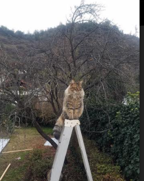 亚特兰大前场快速配合形成多次射门,亚特兰大前场快速配合形成多次射门的原因